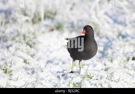 La Gallinule poule-d'eau Gallinula chloropus,, debout sur la neige sur une froide journée d'hiver, Banque D'Images