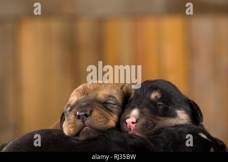 Trois petits chiots dans un panier Banque D'Images