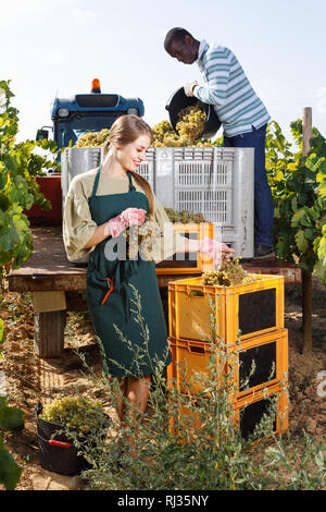 Les jeunes gais et heureux homme afro-américain de race blanche femme travaillant avec la récolte de la vigne, grappes de raisin mûr picking in truck Banque D'Images