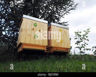 Les abeilles voler dans deux ruches en bois sur une journée ensoleillée Banque D'Images