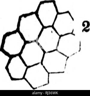 . Traité élémentaire de botanique [microforme] : à l'usage des maisons d'éducation et des amateurs qui voudraient se livrer à l'étude de cette science sans le secours d'un maître. Botanique ; plantes ; botanique ; les plantes. . Veuillez noter que ces images sont extraites de la page numérisée des images qui peuvent avoir été retouchées numériquement pour plus de lisibilité - coloration et l'aspect de ces illustrations ne peut pas parfaitement ressembler à l'œuvre originale.. Provancher, L. , 1820-1892. [Le Québec ?  : S. n. ] Banque D'Images