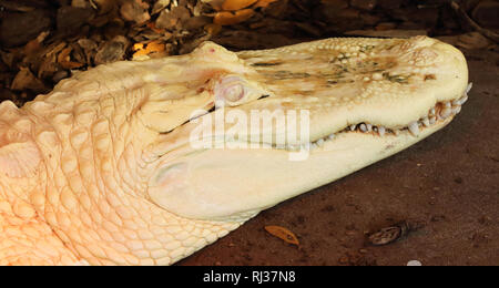 Le portrait d'un Crocodile albinos. Banque D'Images