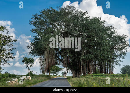 Belavadi, Karnataka, Inde - Novembre 2, 2013 : tableau complet de grand banyan tree vert suspendues sur chemin rural contre le ciel bleu avec des nuages blancs. Gro Banque D'Images