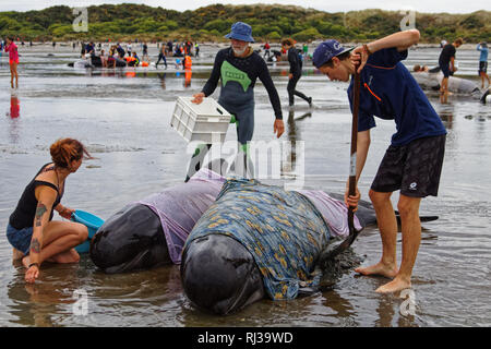 Globicéphales échoués échoué sur Farewell Spit à la pointe nord de l'île Sud de la Nouvelle-Zélande, qui sont pris en charge par des bénévoles. Banque D'Images