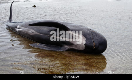 Globicéphale mort échoué sur Farewell Spit à la pointe nord de l'île Sud de la Nouvelle-Zélande. Banque D'Images