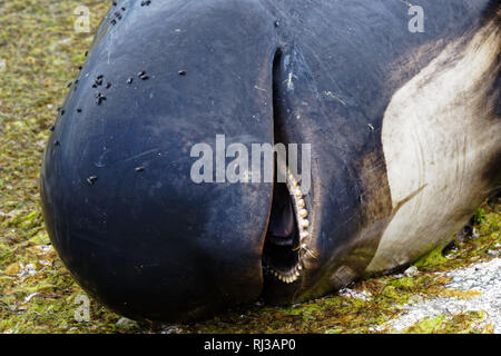 Brin et globicéphale mort close up échoué sur Farewell Spit à la pointe nord de l'île Sud de la Nouvelle-Zélande. Banque D'Images