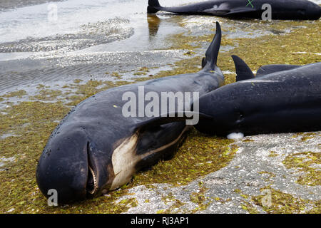 Morts échoués et baleines pilotes se sont échouées sur Farewell Spit à la pointe nord de l'île Sud de la Nouvelle-Zélande. Banque D'Images