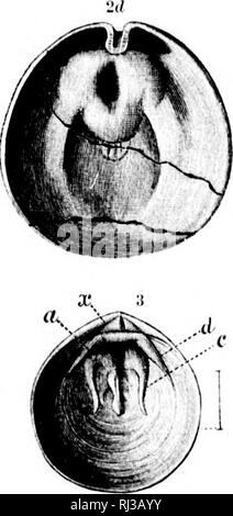 . Deuxième contribution à l'études sur les faunes du cambrien de l'Amérique du Nord [microforme]. La paléontologie, Arthropoda, combustibles, combustibles, Arthropoda ; paléontologie ; Arthropodes Arthropodes fossiles ; fossiles. . Veuillez noter que ces images sont extraites de la page numérisée des images qui peuvent avoir été retouchées numériquement pour plus de lisibilité - coloration et l'aspect de ces illustrations ne peut pas parfaitement ressembler à l'œuvre originale.. Walcott, Charles D. (Charles Doolittle), 1850-1927 ; United States. Commission géologique. Washington : G. P. O. Banque D'Images