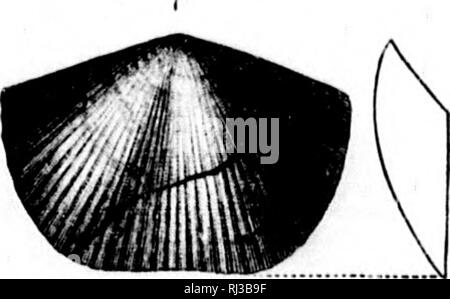 . Deuxième contribution à l'études sur les faunes du cambrien de l'Amérique du Nord [microforme]. La paléontologie, Arthropoda, combustibles, combustibles, Arthropoda ; paléontologie ; Arthropodes Arthropodes fossiles ; fossiles. . Veuillez noter que ces images sont extraites de la page numérisée des images qui peuvent avoir été retouchées numériquement pour plus de lisibilité - coloration et l'aspect de ces illustrations ne peut pas parfaitement ressembler à l'œuvre originale.. Walcott, Charles D. (Charles Doolittle), 1850-1927 ; United States. Commission géologique. Washington : G. P. O. Banque D'Images