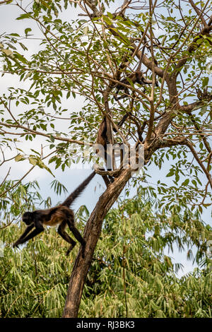 Les singes araignées noir remis en arbre en zoo guatémaltèque Banque D'Images