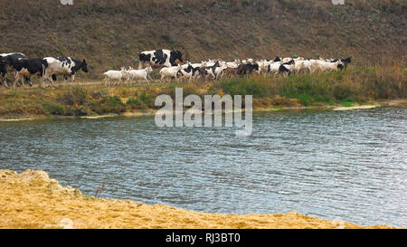 Troupeau de vaches et chèvres marcher le long de la rivière. Banque D'Images