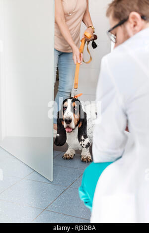 Femme avec chien entrant dans la clinique du docteur vétérinaire Banque D'Images