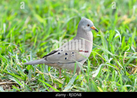 La masse coassant colombe (Columbina cruziana) portrait en détail pris dans la liberté sur la pelouse Banque D'Images