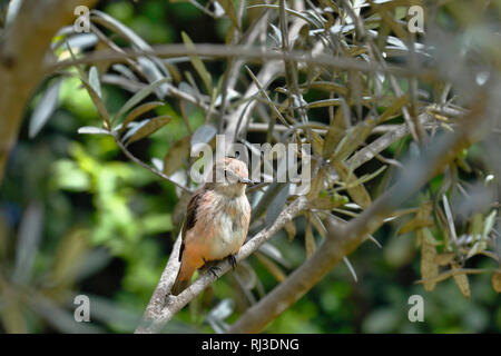 Le moucherolle vermillon (Pyrocephalus rubinus) femmes encore perché sur les branches Banque D'Images