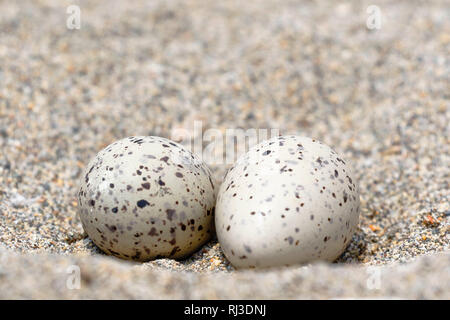 Nid avec des oeufs d'Huîtrier d'Amérique (Haematopus palliatus) trouvés sur le sable Banque D'Images