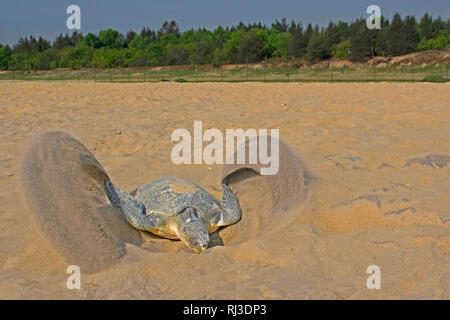 Padampeta Beach, Rushikulya Rookery, Ganjam, Côte d'Odisha, l'Inde, de l'Océan Indien Banque D'Images