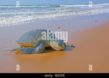 Padampeta Beach, Rushikulya Rookery, Ganjam, Côte d'Odisha, l'Inde, de l'Océan Indien Banque D'Images