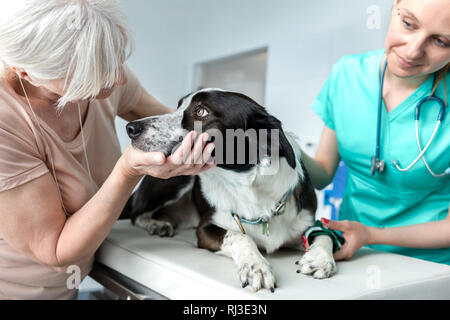 Médecin et propriétaire principal à la recherche au chien sur lit dans une clinique vétérinaire Banque D'Images