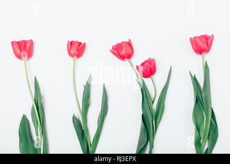 Vue du dessus des fleurs roses tulipes fixant dans une rangée sur le tableau blanc, le ressort de mise à plat arrangement. Banque D'Images