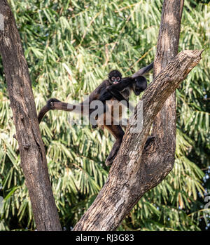 Les singes araignées noir remis en arbre en zoo guatémaltèque Banque D'Images