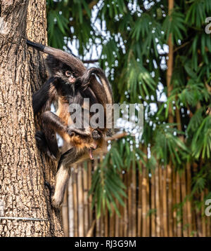 Les singes araignées noir remis en arbre en zoo guatémaltèque Banque D'Images