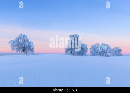 La neige a couvert des hêtres, Winbuchen, à l'aube, hiver, Schauinsland, Forêt Noire, Freiburg im Breisgau, Baden Wurtemberg, Allemagne Banque D'Images