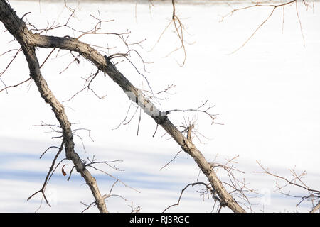 Des branches d'arbre sombres et sombres sans feuilles jettent ses ombres sur un sol couvert de glace et de neige en hiver. Banque D'Images