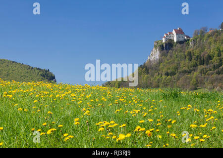 Schloss Werenwag, Hausen an der Donau, Frühjahr, Naturpark Obere Donau, Palatinat, Bade-Wurtemberg, Allemagne Banque D'Images