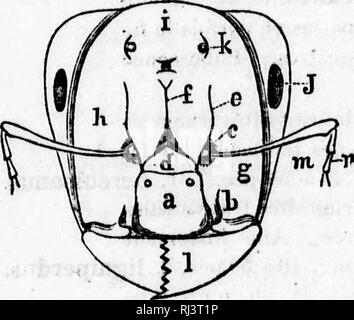 . Corrections et additions à la faune hyménoptérologique de la province de Québec [microforme]. Hyménoptères Hyménoptères ;. Fi ;'.'iJf... -YCnib^ Fie 26.. Veuillez noter que ces images sont extraites de la page numérisée des images qui peuvent avoir été retouchées numériquement pour plus de lisibilité - coloration et l'aspect de ces illustrations ne peut pas parfaitement ressembler à l'œuvre originale.. Provancher, L. , 1820-1892. [Le Québec ?  : S. n. ] Banque D'Images