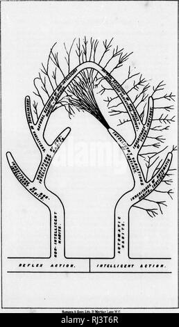 . L'évolution mentale chez les animaux / par George John romanes. Avec un essai posthume sur l'instinct / par Charles Darwin [microform]. La psychologie, l'instinct animal ; comparatifs ; intelligence ; évolution ; Psychologie comparée ; Instinct ; Animaux ; l'évolution. . Veuillez noter que ces images sont extraites de la page numérisée des images qui peuvent avoir été retouchées numériquement pour plus de lisibilité - coloration et l'aspect de ces illustrations ne peut pas parfaitement ressembler à l'œuvre originale.. Romanes, George John, 1848-1894 ; Darwin, Charles, 1809-1882. À titre posthume de l'essai sur l'instinct. Londres : Paul K., tranchée Banque D'Images