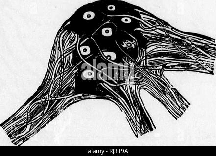 . L'évolution mentale chez les animaux / par George John romanes. Avec un essai posthume sur l'instinct / par Charles Darwin [microform]. La psychologie, l'instinct animal ; comparatifs ; intelligence ; évolution ; Psychologie comparée ; Instinct ; Animaux ; l'évolution. 26 ÉVOLUTION MENTALE CHEZ LES ANIMAUX. duits par les irritants (stimulus chimiques), eflfects de perturbations électriques (stimuli électriques), ou, enfin, le passage d'une perturbation moléculaire de toute autre fibre nerveuse avec lequel l'un en question peut être connecté. Les cellules nerveuses sont généralement recueillies dans aggre- gates, qui sont appelés ganglions, et là Banque D'Images