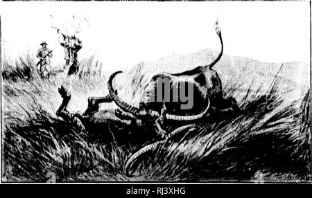 . Tir au gros [microform]. Grande chasse, chasse, chasse au gros gibier, chasse. "TT 255 TIR indien qui était encore sur ses jambes, frappa à nouveau et fini de lui avec une balle derrière l'oreille. Je suis ensuite allé après deux numljcr et tué sans aucune difficulté. Le combat avait été assez mis complètement hors de lui. Buffles semblent beaucoup plus facilement quand le avec une ligne d'éléphants ou à partir de bateaux que lorsqu'pédonculées à pied. Dans le premier cas de toute façon, le buffalo est généralement a réveillé de son sommeil de midi, et attaqué de près, lorsque son tempérament est hérissé, w Banque D'Images