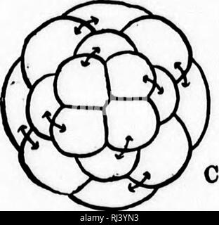 . Un manuel de morphologie d'invertébrés [microform]. D'invertébrés ; la morphologie (animaux) ; Morphologie ; invertébrés (animaux). . Veuillez noter que ces images sont extraites de la page numérisée des images qui peuvent avoir été retouchées numériquement pour plus de lisibilité - coloration et l'aspect de ces illustrations ne peut pas parfaitement ressembler à l'œuvre originale.. McMurrich, J. Playfair (James Playfair), 1859-1939. New York : H. Holt Banque D'Images