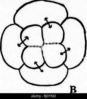 . Un manuel de morphologie d'invertébrés [microform]. D'invertébrés ; la morphologie (animaux) ; Morphologie ; invertébrés (animaux). . Veuillez noter que ces images sont extraites de la page numérisée des images qui peuvent avoir été retouchées numériquement pour plus de lisibilité - coloration et l'aspect de ces illustrations ne peut pas parfaitement ressembler à l'œuvre originale.. McMurrich, J. Playfair (James Playfair), 1859-1939. New York : H. Holt Banque D'Images