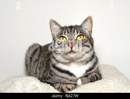 Gris Noir et blanc tabby cat assis confortablement détendu dans un lit pour animaux de compagnie à au spectateur. Banque D'Images
