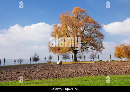 Katharinenlinde im Herbst, ESSLINGEN AM NECKAR, Bade-Wurtemberg, Allemagne Banque D'Images