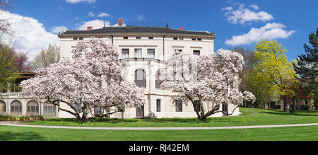 Galerie der Stadt Esslingen Villa Merkel , Magnolienblüte, Esslingen, Bade-Wurtemberg, Allemagne Banque D'Images