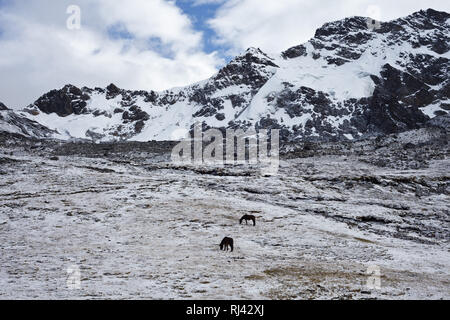 Bolivien, Cordillera Apolobamba, Schnee, Pferde, Banque D'Images