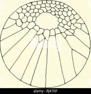 . La morphologie des chordés. La morphologie (animaux) ; français. Une troisième CELLULE B 4 C de clivage D'ARTICLE DE BLASTULA BLASTULA des branchies externes. Veuillez noter que ces images sont extraites de la page numérisée des images qui peuvent avoir été retouchées numériquement pour plus de lisibilité - coloration et l'aspect de ces illustrations ne peut pas parfaitement ressembler à l'œuvre originale.. Jolie, Malcolm. Reinhold, New York Banque D'Images