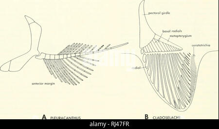 . La morphologie des chordés. La morphologie (animaux) ; français. PLEURACANTHUS CLADOSELACHE Figure 6-72. Ceinture pectorale et les ailerons de requins fossiles. A, P/euraconthus ; B, C/odose/ache. Après une (Goodrich, 1930 ; B ofter Doyen, 1909) du point de fixation est haut sur le centrum. Le para- pophysis peut alors agir comme le point de fixation des deux côtes ventrales et dorsales, comme c'est le saumon. On pourrait supposer qu'à l'origine, points distincts d'au- tachment pour chacune de ces côtes, l'parapophysis desservant la côte dorsale et ventrale de l'hemapophysis desservant la côte, comme dans Polypterus. Un tel v Banque D'Images