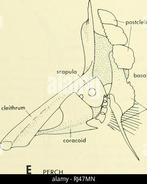 . La morphologie des chordés. La morphologie (animaux) ; Chordés. metapferygium' D POLYPTERUS --^.^r-^^^^^. : : ^11 radials distale. postcleithrum postcleithral distale balances rodial marge antérieure radiale basal-^ ^^^^»» ^^^^ postpectorals cleithrum E'. Veuillez noter que ces images sont extraites de la page numérisée des images qui peuvent avoir été retouchées numériquement pour plus de lisibilité - coloration et l'aspect de ces illustrations ne peut pas parfaitement ressembler à l'œuvre originale.. Jolie, Malcolm. Reinhold, New York Banque D'Images