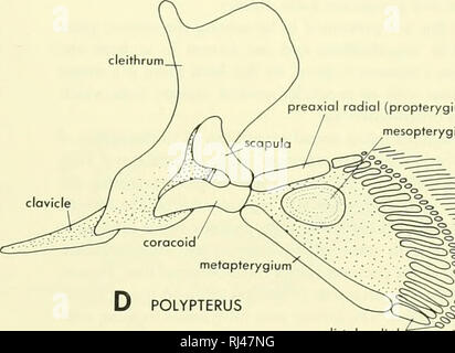 . La morphologie des chordés. La morphologie (animaux) ; Chordés. reaxial propterygium mesopterygium (radial). metapferygium interclavicle ACIPENSER C' D POLYPTERUS --^.^r-^^^^^. : : ^11 radials distale. Veuillez noter que ces images sont extraites de la page numérisée des images qui peuvent avoir été retouchées numériquement pour plus de lisibilité - coloration et l'aspect de ces illustrations ne peut pas parfaitement ressembler à l'œuvre originale.. Jolie, Malcolm. Reinhold, New York Banque D'Images
