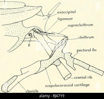 . La morphologie des chordés. La morphologie (animaux) ; français. A B Figure 6-59. Ceinture pectorale de Latimeria. A, vue latérale ; B, vue médiale de la moitié gauche de la ceinture. (Après Millot et Anthony, 958) et à la marge postérieure du crâne, à l'os exoccipital latéral. Cleithrum le est beaucoup réduit, tandis que la clavicule s'étend de près de la fin de la dorsale à cleithrum près de la ligne médiane ventrale. Le scapulocoracoids cartilagineux sont petites et rejoint l'autre côté de la ligne médiane ventrale de leur processus de la clavicule. Il est particulièrement intéressant de noter que l'scapulocoracoid articule avec et n'est pa Banque D'Images