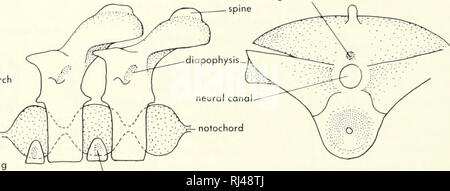 . La morphologie des chordés. La morphologie (animaux) ; Chordés. liqament socket al arch suture dans ntercentrum parapophysis sur les jeunes. intercentrum B. Veuillez noter que ces images sont extraites de la page numérisée des images qui peuvent avoir été retouchées numériquement pour plus de lisibilité - coloration et l'aspect de ces illustrations ne peut pas parfaitement ressembler à l'œuvre originale.. Jolie, Malcolm. Reinhold, New York Banque D'Images