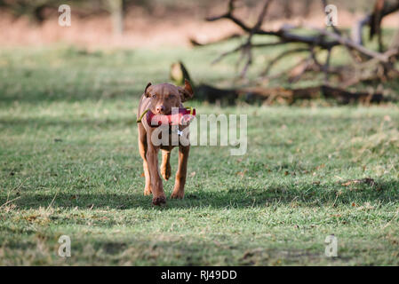 Hungarian Vizsla devint avec un mannequin de formation de chiot Banque D'Images