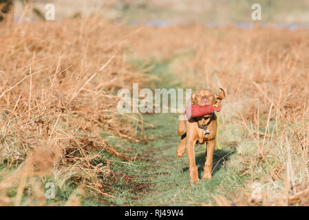 Hungarian Vizsla devint avec un mannequin de formation de chiot Banque D'Images