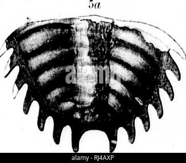 . Deuxième contribution à l'études sur les faunes du cambrien de l'Amérique du Nord [microforme]. La paléontologie, Arthropoda, combustibles, combustibles, Arthropoda ; paléontologie ; Arthropodes Arthropodes fossiles ; fossiles. '§. Veuillez noter que ces images sont extraites de la page numérisée des images qui peuvent avoir été retouchées numériquement pour plus de lisibilité - coloration et l'aspect de ces illustrations ne peut pas parfaitement ressembler à l'œuvre originale.. Walcott, Charles D. (Charles Doolittle), 1850-1927 ; United States. Commission géologique. Washington : G. P. O. Banque D'Images