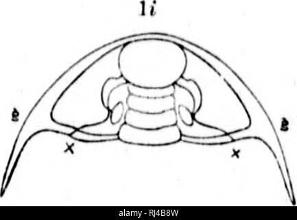 . Deuxième contribution à l'études sur les faunes du cambrien de l'Amérique du Nord [microforme]. La paléontologie, Arthropoda, combustibles, combustibles, Arthropoda ; paléontologie ; Arthropodes Arthropodes fossiles ; fossiles. . Veuillez noter que ces images sont extraites de la page numérisée des images qui peuvent avoir été retouchées numériquement pour plus de lisibilité - coloration et l'aspect de ces illustrations ne peut pas parfaitement ressembler à l'œuvre originale.. Walcott, Charles D. (Charles Doolittle), 1850-1927 ; United States. Commission géologique. Washington : G. P. O. Banque D'Images