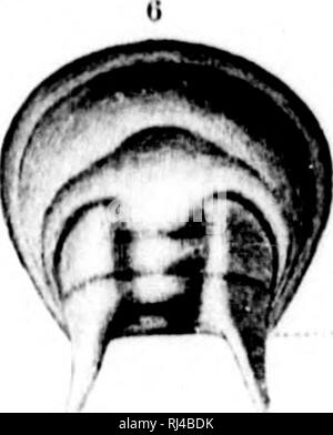 . Deuxième contribution à l'études sur les faunes du cambrien de l'Amérique du Nord [microforme]. La paléontologie, Arthropoda, combustibles, combustibles, Arthropoda ; paléontologie ; Arthropodes Arthropodes fossiles ; fossiles. . Veuillez noter que ces images sont extraites de la page numérisée des images qui peuvent avoir été retouchées numériquement pour plus de lisibilité - coloration et l'aspect de ces illustrations ne peut pas parfaitement ressembler à l'œuvre originale.. Walcott, Charles D. (Charles Doolittle), 1850-1927 ; United States. Commission géologique. Washington : G. P. O. Banque D'Images