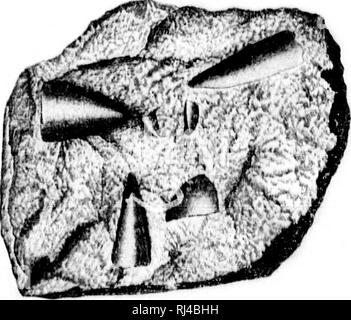 . Deuxième contribution à l'études sur les faunes du cambrien de l'Amérique du Nord [microforme]. La paléontologie, Arthropoda, combustibles, combustibles, Arthropoda ; paléontologie ; Arthropodes Arthropodes fossiles ; fossiles. . Veuillez noter que ces images sont extraites de la page numérisée des images qui peuvent avoir été retouchées numériquement pour plus de lisibilité - coloration et l'aspect de ces illustrations ne peut pas parfaitement ressembler à l'œuvre originale.. Walcott, Charles D. (Charles Doolittle), 1850-1927 ; United States. Commission géologique. Washington : G. P. O. Banque D'Images